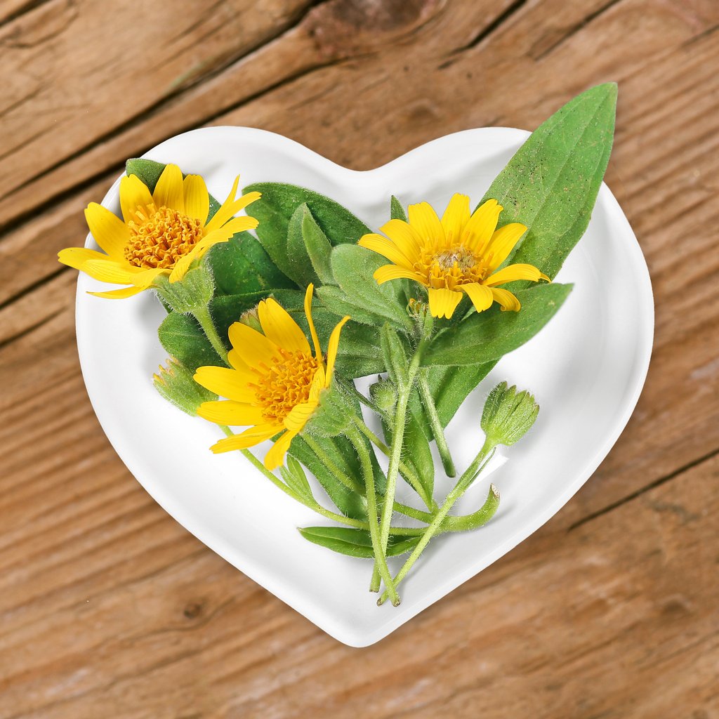 Arnica flowers placed on a heart-shaped bowl - preparation for making Arnica cream.