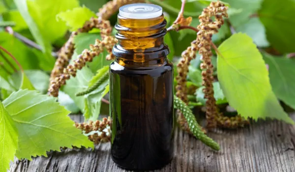 Birch Essential Oil Uses: A Comprehensive Guide on How to Benefit from this Powerful Oil